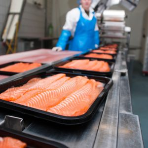 Salmon production and packaging in factory