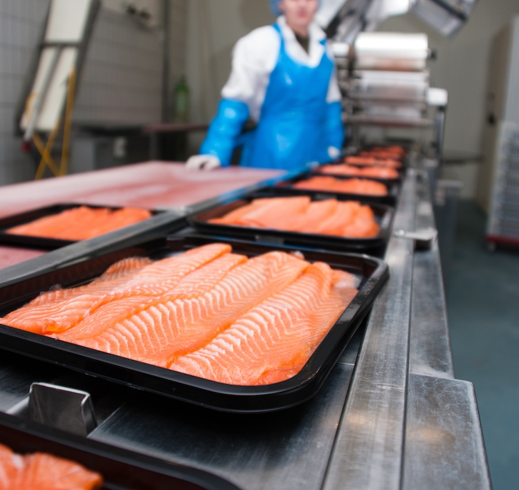 Salmon production and packaging in factory